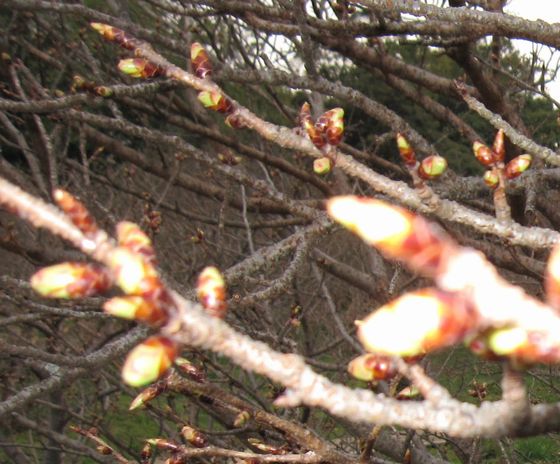 20100328 仁和寺 御室桜のつぼみ