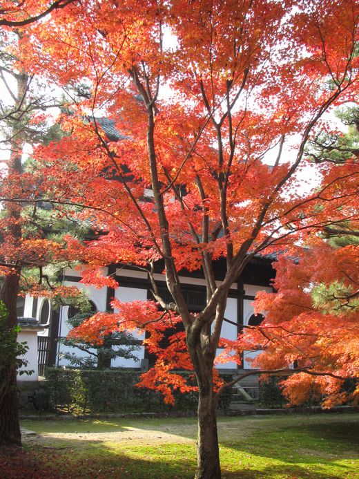 20111130 東福寺４