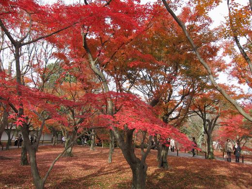 東福寺 もみじ絶景2