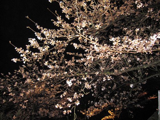 20100328　清水寺　夜間桜3