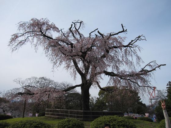 0100330 円山公園枝垂れ桜3