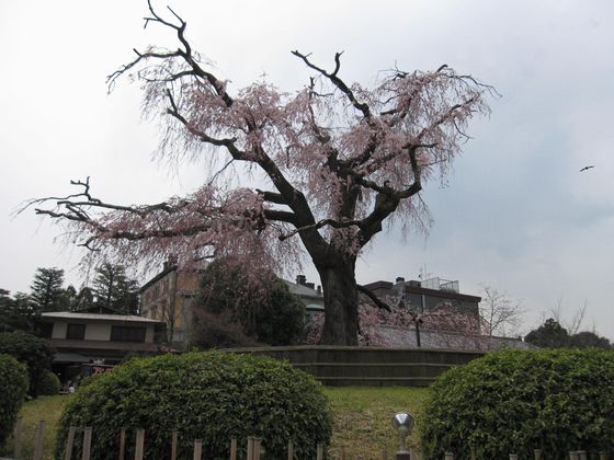 20100328 円山公園枝垂れ桜