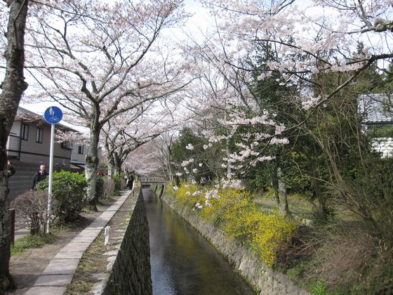 20100330 哲学の道 桜風景