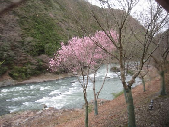20100329 トロッコ列車 桜