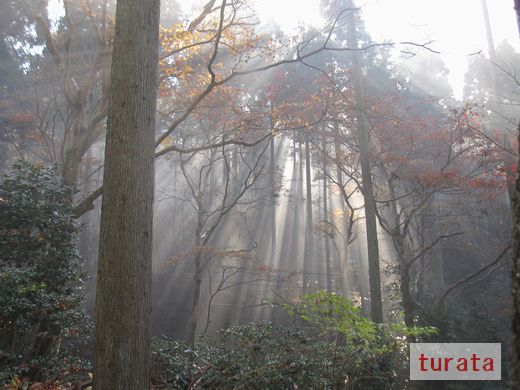 三千院の木洩れ日