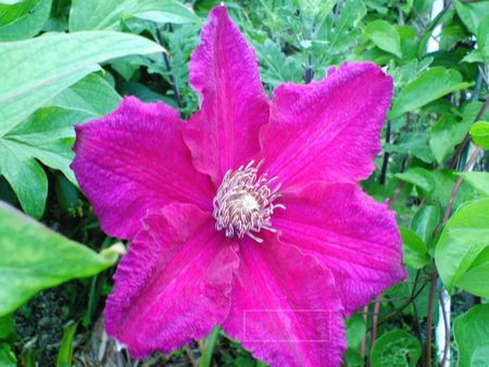 ピンクのテッセン