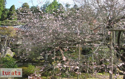 実光院　不断桜