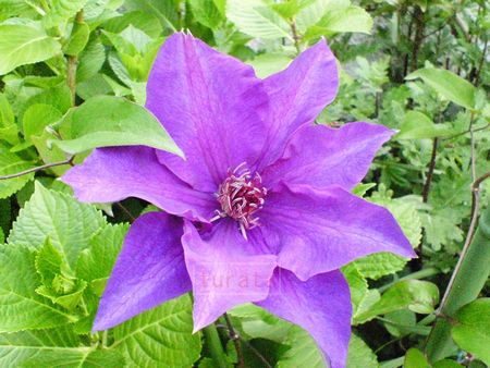 薄紫のテッセン