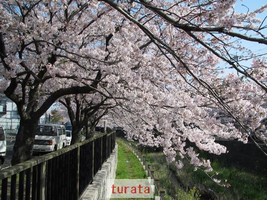 20110410 紫川 桜2