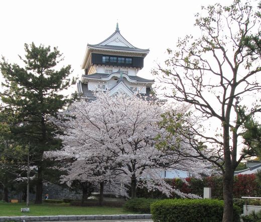小倉城　桜
