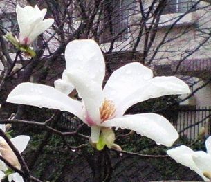 雨に濡れた木蓮