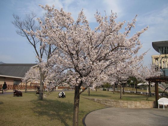 20100404 小倉競馬場桜