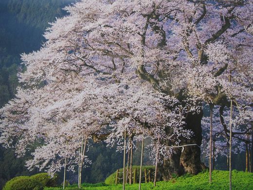 ｶﾚﾝﾀﾞ　桜 　醍醐