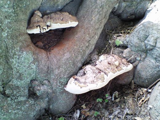 さるのこしかけ　熊本城