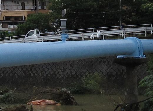 ｺｻｷﾞが３羽