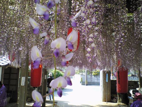 淨光寺　藤1