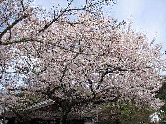 20100330 哲学の道 桜満開