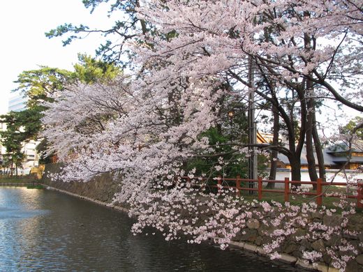 小倉城　桜　絶景2