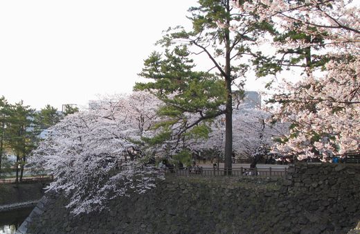 小倉城　桜　堀絶景.JPG