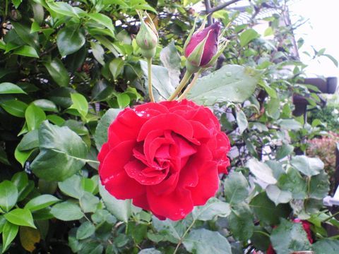 雨上がりのばら