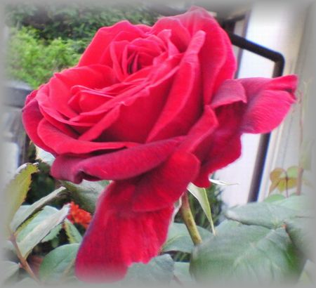 赤いバラ