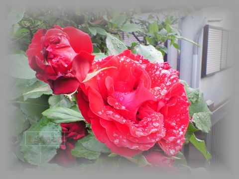 雨上がりのばら2