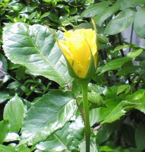 黄色いばらのつぼみ