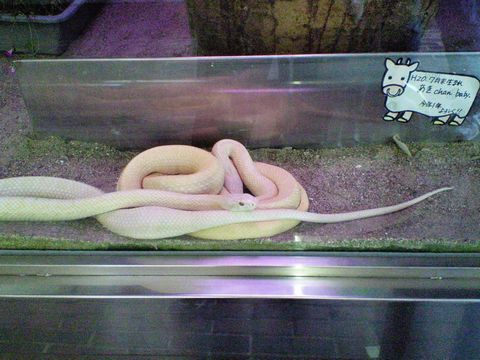 岩国のシロヘビ　2