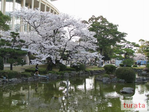 20110410　小倉競馬場　桜