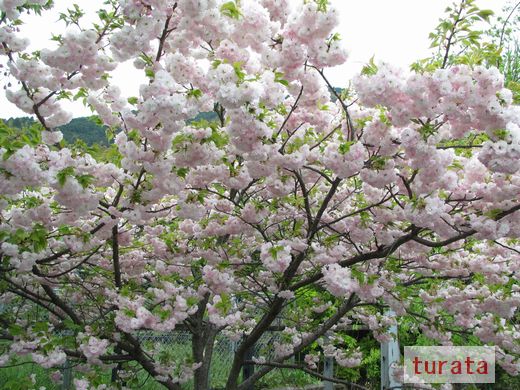 南蔵院　八重桜