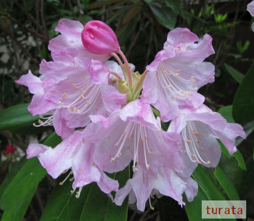 南蔵院　しゃくなげ　ﾋﾟﾝｸ