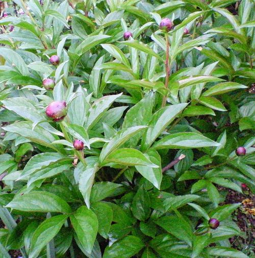 しゃくやくのつぼみ