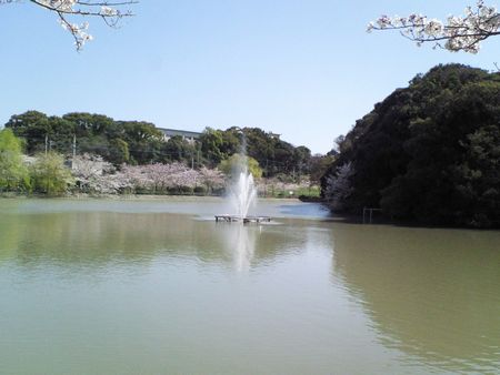 池の桜