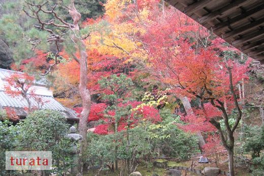 二尊院 もみじ4