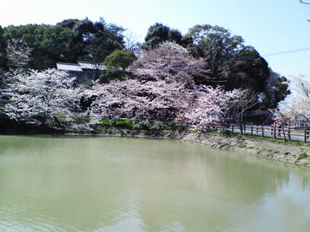 池の桜 2