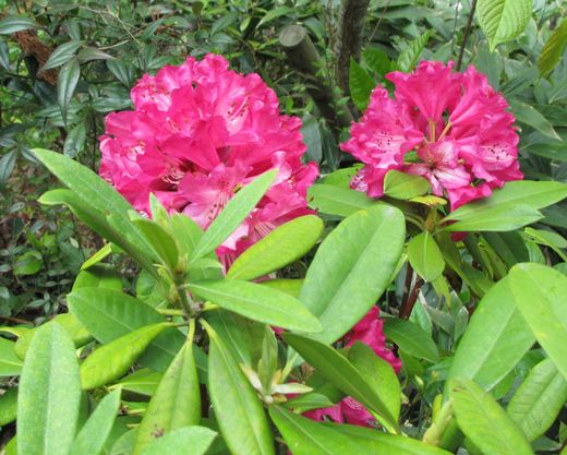 南蔵院　しゃくなげ　赤 (2)