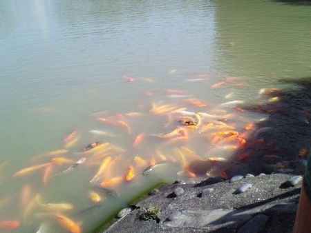 池の鯉