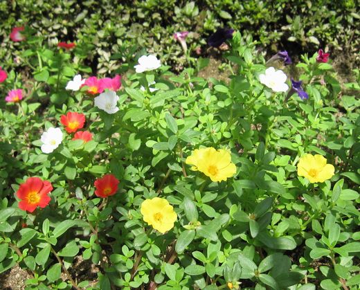 20090713 小倉競馬場 花壇