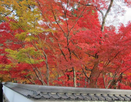 20111201　永観堂