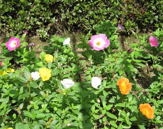 20090713 小倉競馬場 花壇2