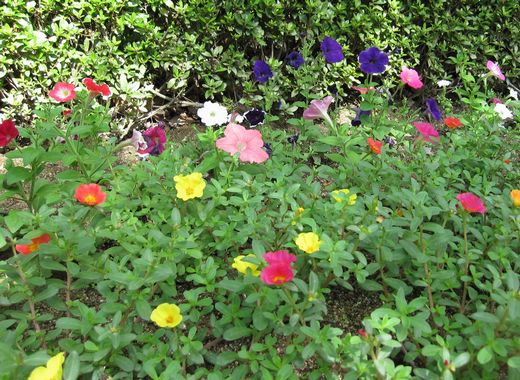 20090713 小倉競馬場 花壇3