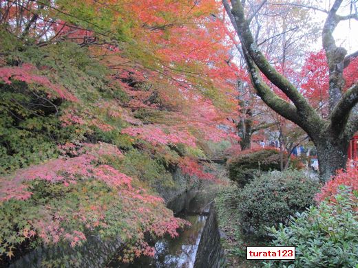 20111201 哲学の道２