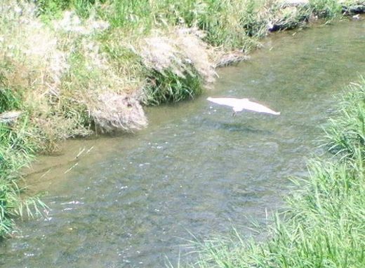 飛翔するこさぎ