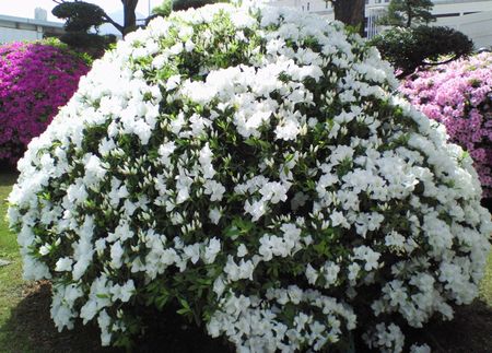 白いつつじ 20090421