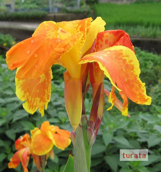 20090727 カンナの花