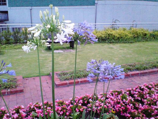 アガカンザス 2