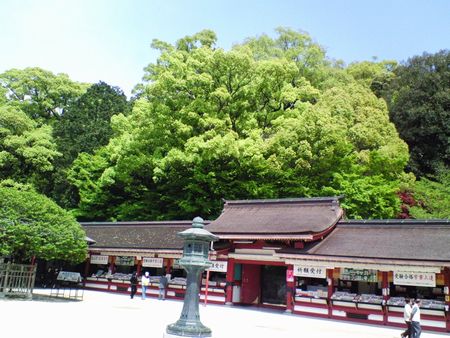 青々とした若葉