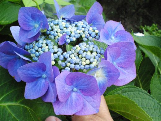 紫陽花　青