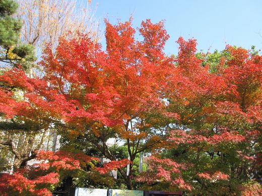 宇治の平等院もみじ3