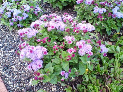 勝山公園の花 2